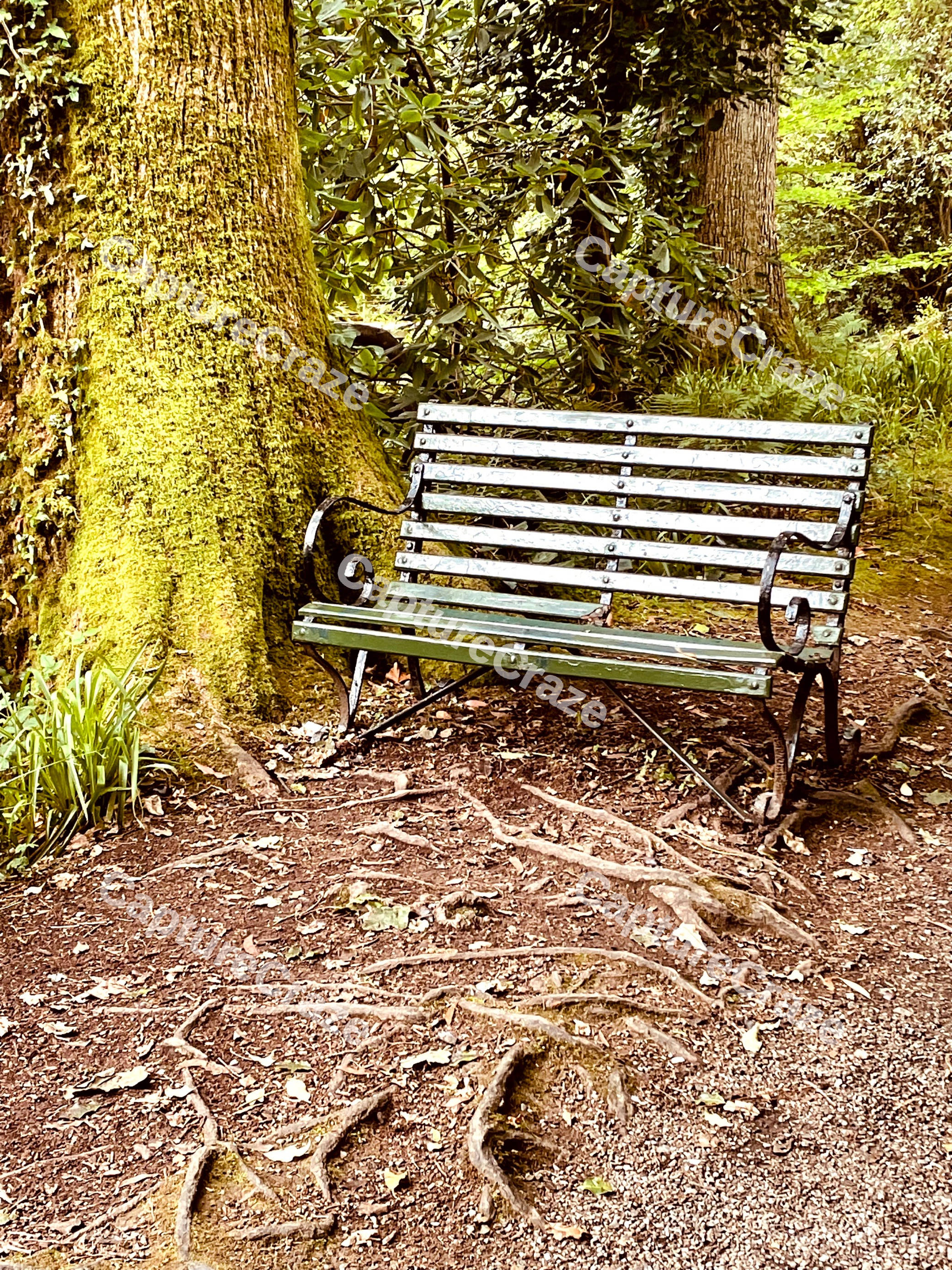 Bench Beside Tree